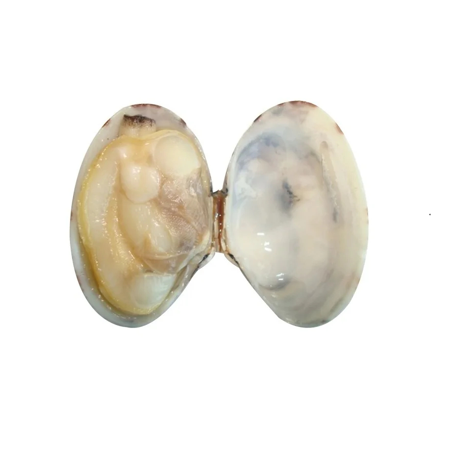 Wholesale new products fresh frozen seafood frozen sea scallops cooking ingredients shellfish scallop meat