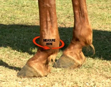 2023 Horse Leg Wraps for Horse Riding Care Equestrian Safety Neoprene Horse Protection Tendon Boots With your own logo