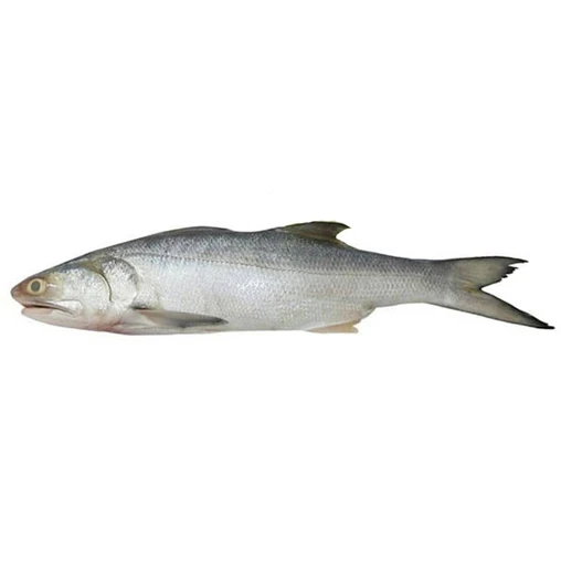 Новинка высокое качество филе морепродуктов рыба лосося замороженная королевская Тилапия оптом замороженное низкая цена на продажу