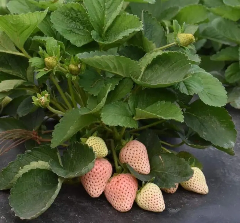 COCOPEAT SLABS WAS MADE COCONUT SHELL FROM PARADISE COCONUT INDONESIA WITH LOW EC ORGANIC NATURAL QUALITY THE BEST WAY FOR NURSE