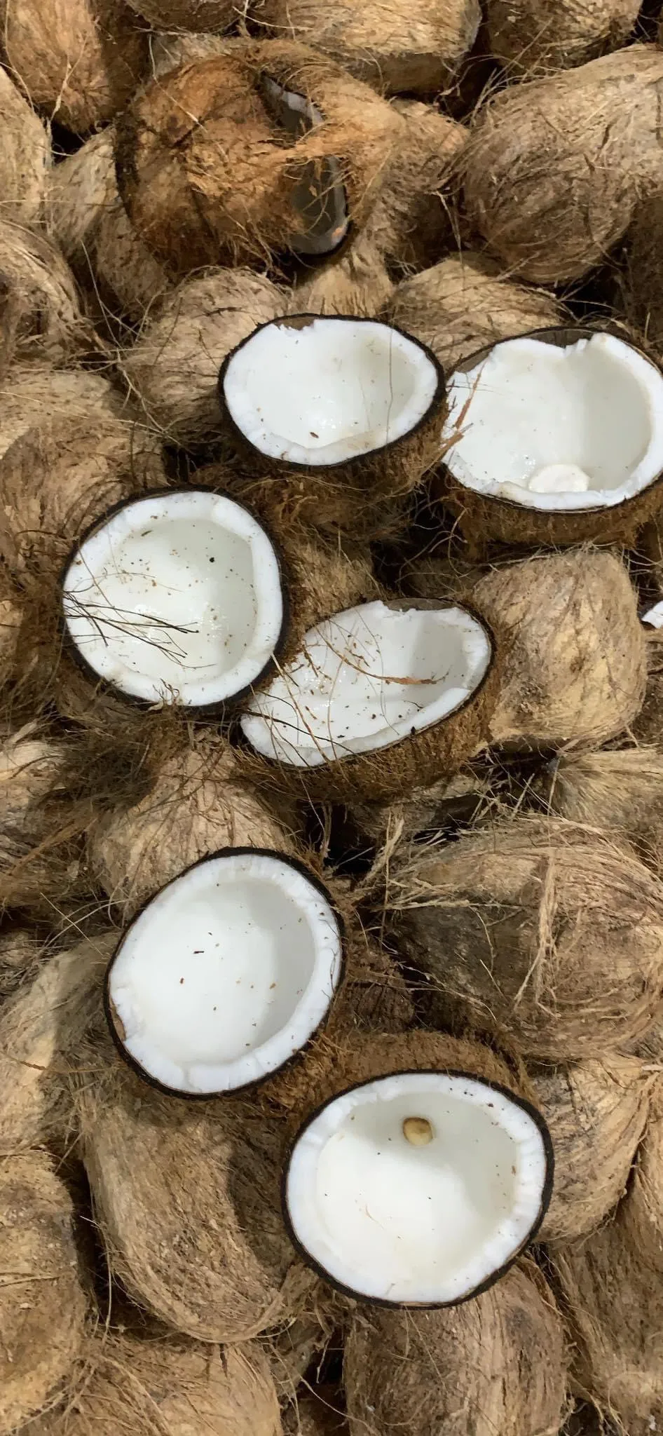 IN BULK QUANTITY MATURE COCONUT SEMI HUSKED COCONUT FROM BLUE LOTUS FARM VIETNAM 2023