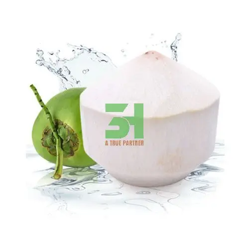 Fresh coconut water cut cones shape low price from Viet Nam ready to ship 100% Natural