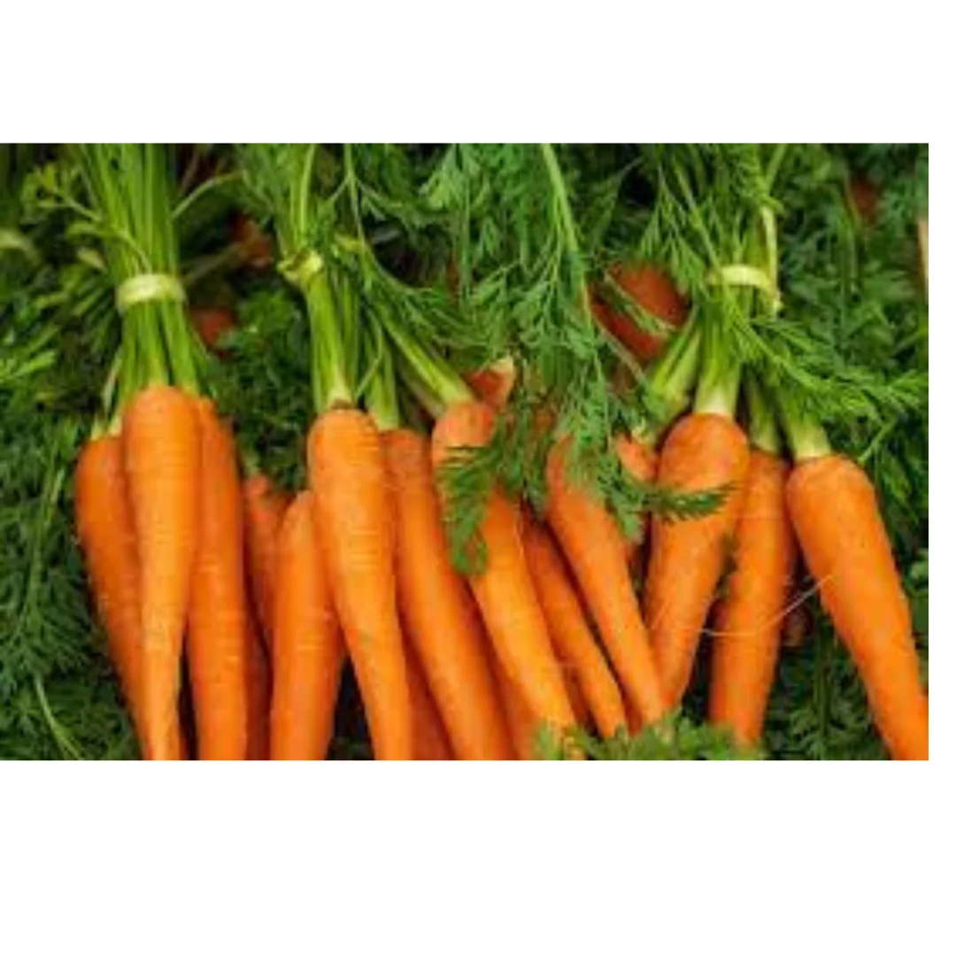 Свежая морковь, обычное выращивание, экспортное качество, апельсин, Натуральный Сладкий от вьетнамского производства