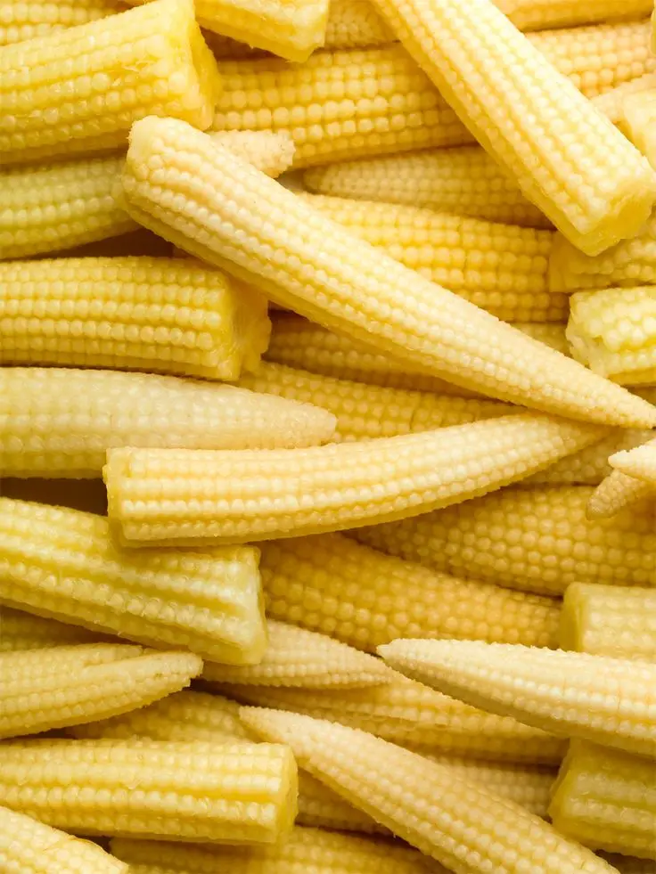 The premium Canned Whole Baby Corn/ baby corn in brine from Vietnam