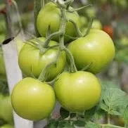 FRESH TOMATOES from Vietnam Green Style GLOBAL GAP Color Weight Origin Type Roma Variety Greenhouse Grade TOMATO Product Place