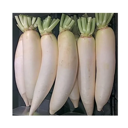 Hot Selling Price Fresh Vegetables Radish in Bulk