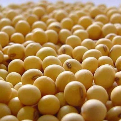 SOYBEANS SEED FROM BRAZIL