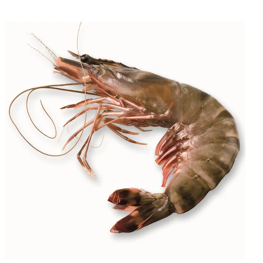 USA Wholesale Shrimps Prices Per Kilogram Prawn Fresh Seafood Meat Frozen Big Size Tiger Shrimp For Sale