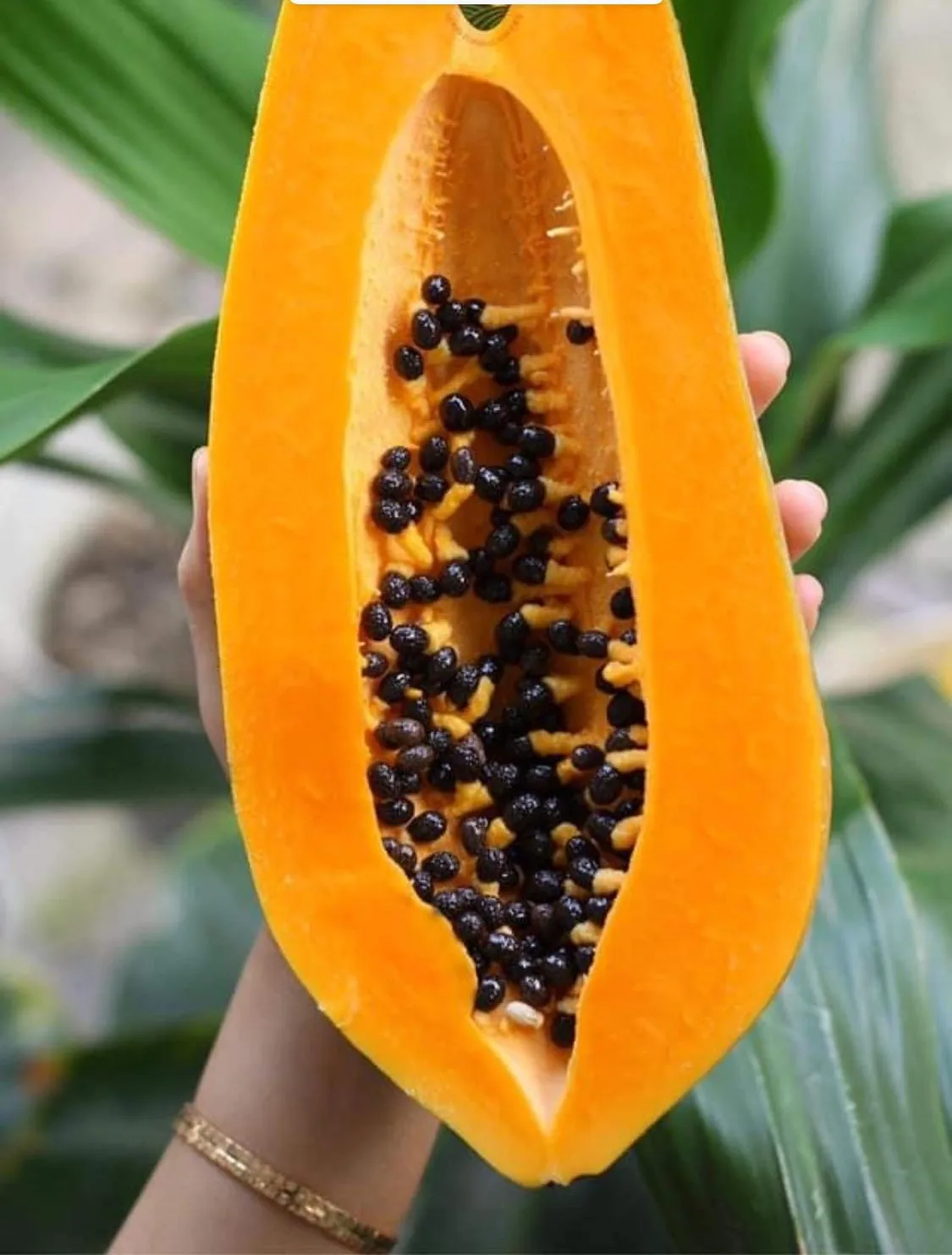 TW6 Dehydrated Dried Papaya Dices Soft Dried Papaya 0084971886886