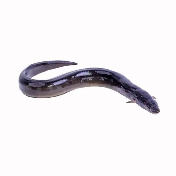 Best Frozen Top Selling Fresh Live Eel Fish Wholesale in Cheap Price Live Eels Conger Eel AD Bangladesh Life Eat Water Preserved