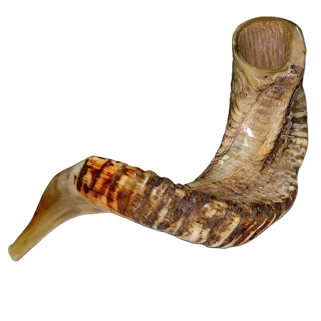 Shofar Kosher Ram Horn Great For Rosh Hashana Yom Kippur Yamim Noraim Bar & Bat Mitzvah Wedding Jewish Holidays Shabbat