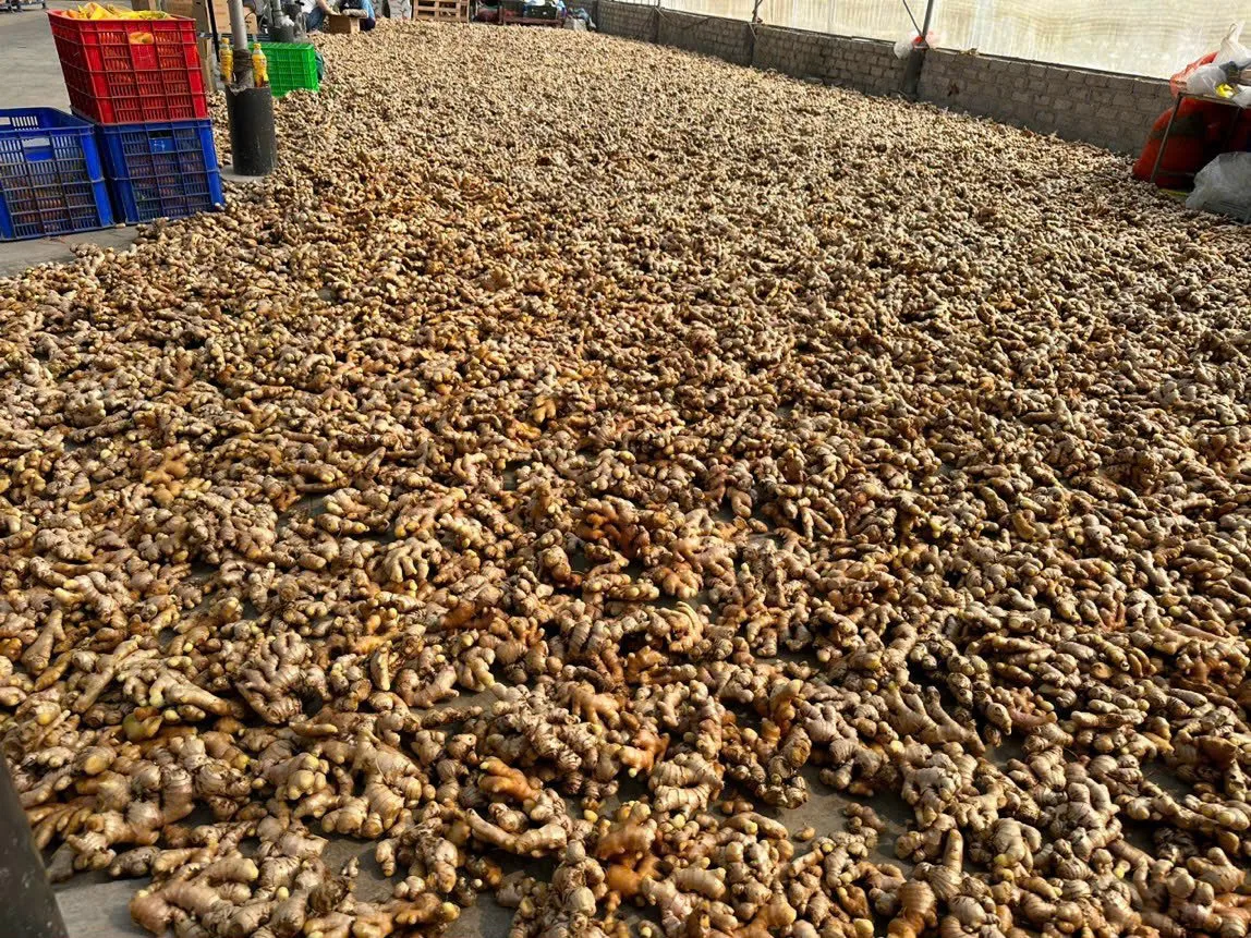 Fresh Ginger n from Ginger Supplier Yellow Crop Optimum Style Industrial Yellow Color