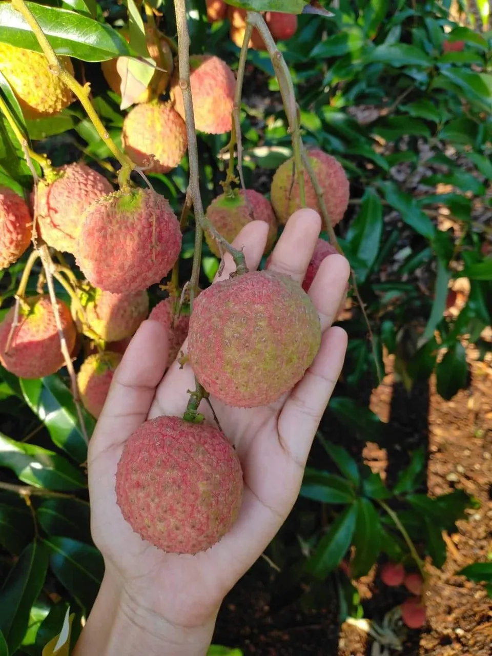 High Quality Lychee Fresh Fruit Best Seller from Vietnam fruit Sweet And Juicy Lychee lichee latest season competitive price