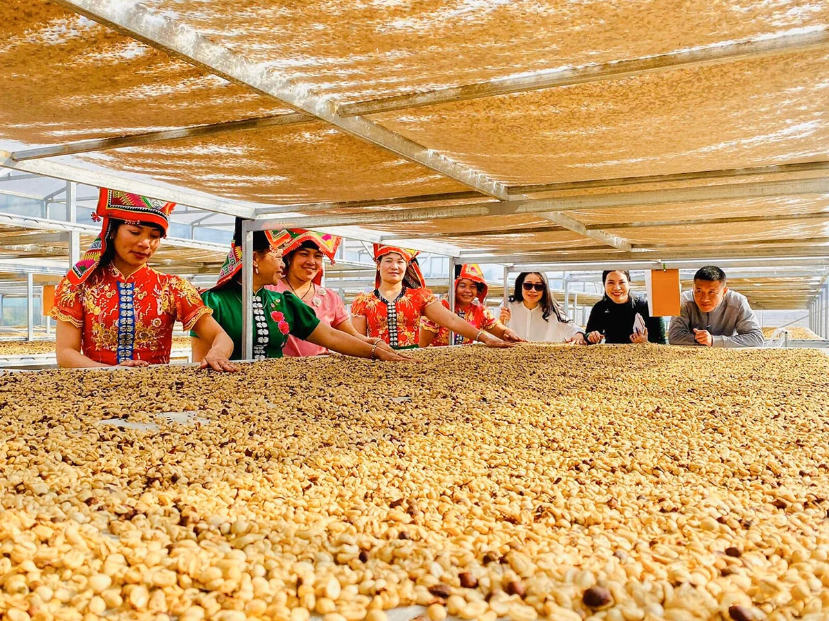 100% Arabica From material area coffee  which roasted beans Son La Viet Nam supporting to coffee shop cheap price and low MOQ