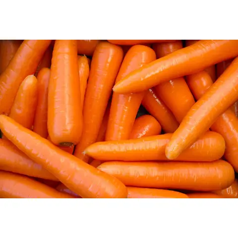 Fresh Vegetables Supplier Fresh Carrots Best Price Carrots New Crop Red Carrots