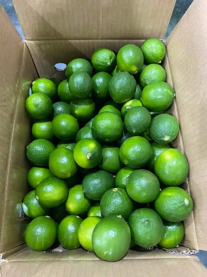 export fresh lemons / quality fresh frozen lemons