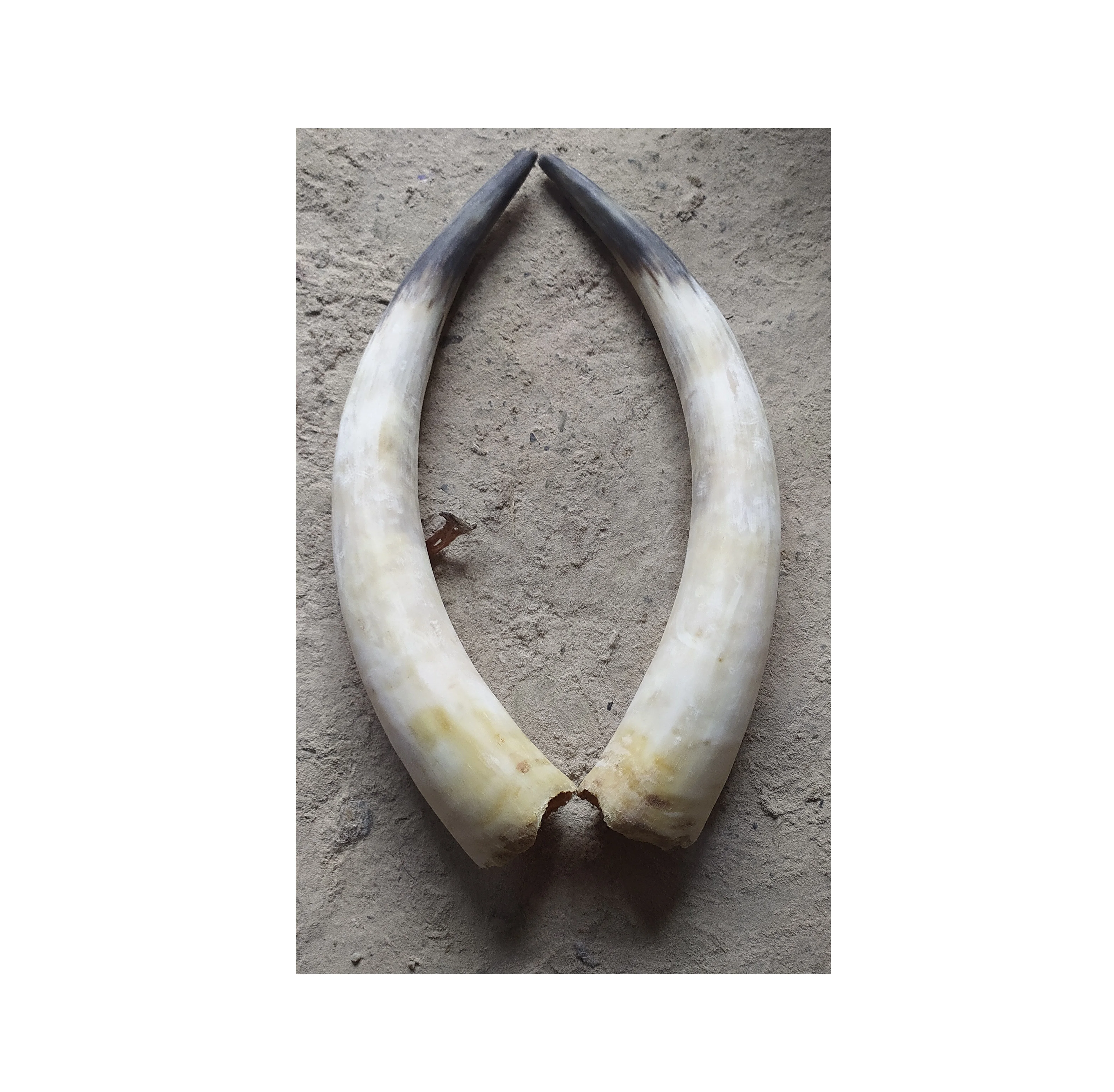 Long buffalo pair horn wall mounted customized decorate use wholesale price buffalo pair horn manufacture from India