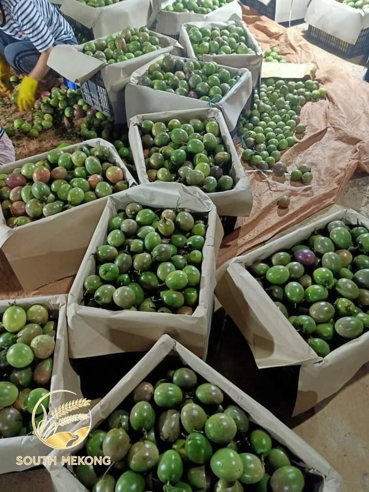 Vietnam Fresh Passion Fruits Natural Favor Supply in Bulk Cheap Price Good Quality South Mekong Supplier