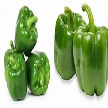 Fresh Green/Red and Yellow Capsicum Available at Wholesale
