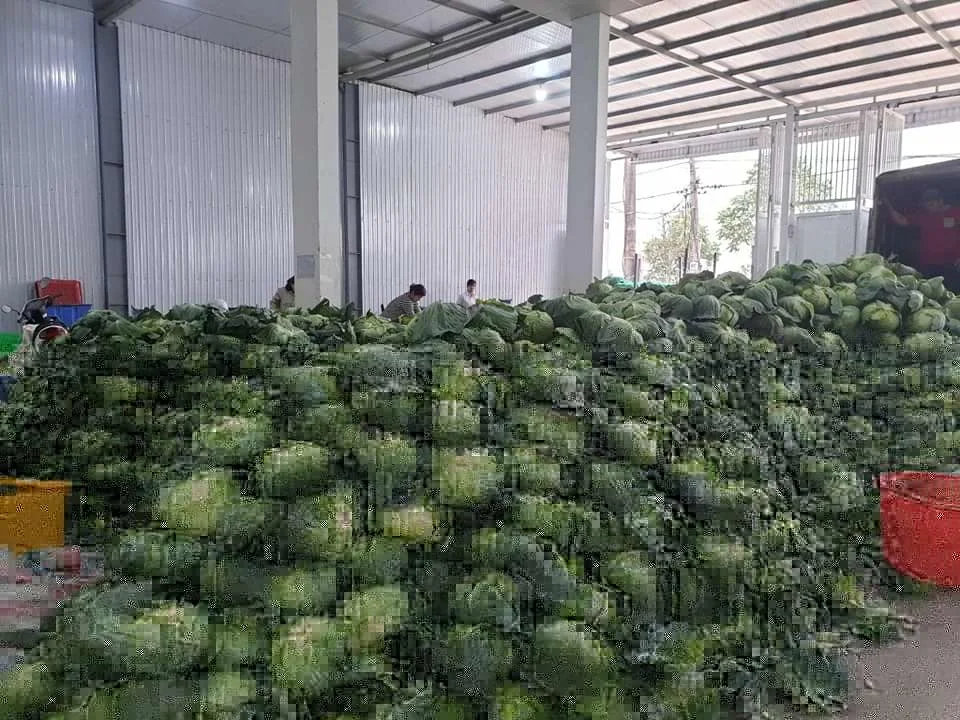 wholesales frssh cabbage with high quality from Vietnam