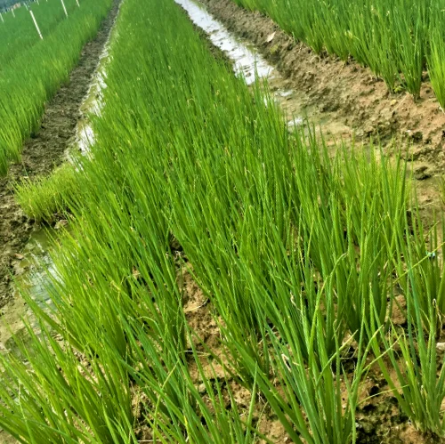 Vietnamese Paro Onion Good For Healthy Export Food Organic Farm Packaging Made In Vietnam Trading