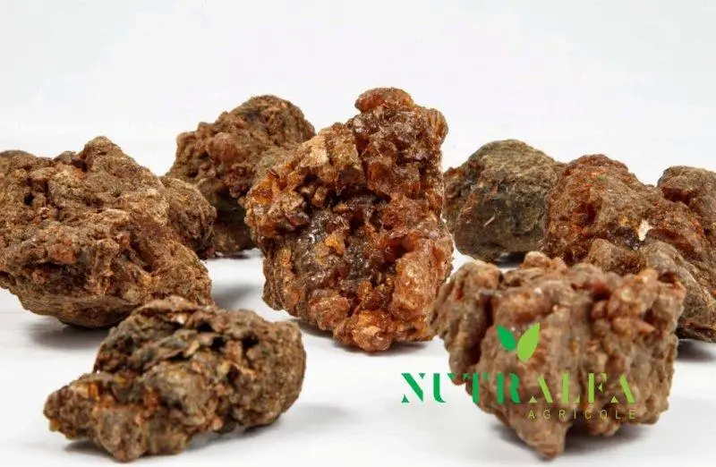 Myrrh Resin Burning Oil 100% Pure High Quality Wholesale Price Myrha Molmol