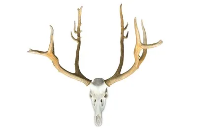 Natural Red Deer Antlers Up For Sale