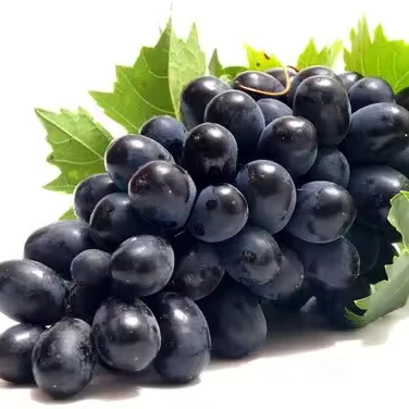 Premium Egyptian Early Sweet Grapes for Export - High-Quality and Delicious Grape Seedless Sweet Grapes for sale Natural Fresh