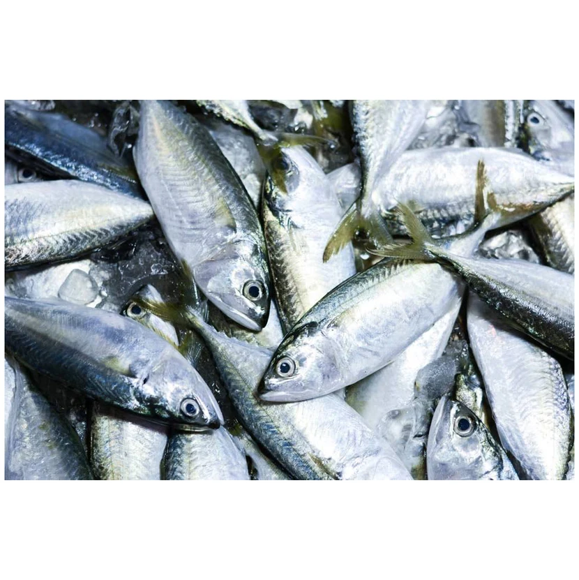 New Season Scomber Japonicus Frozen Pacific Horse Mackerel Fish