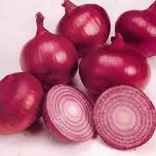 Top  New Session Best Selling Red Fresh Onion From India Manufacturer