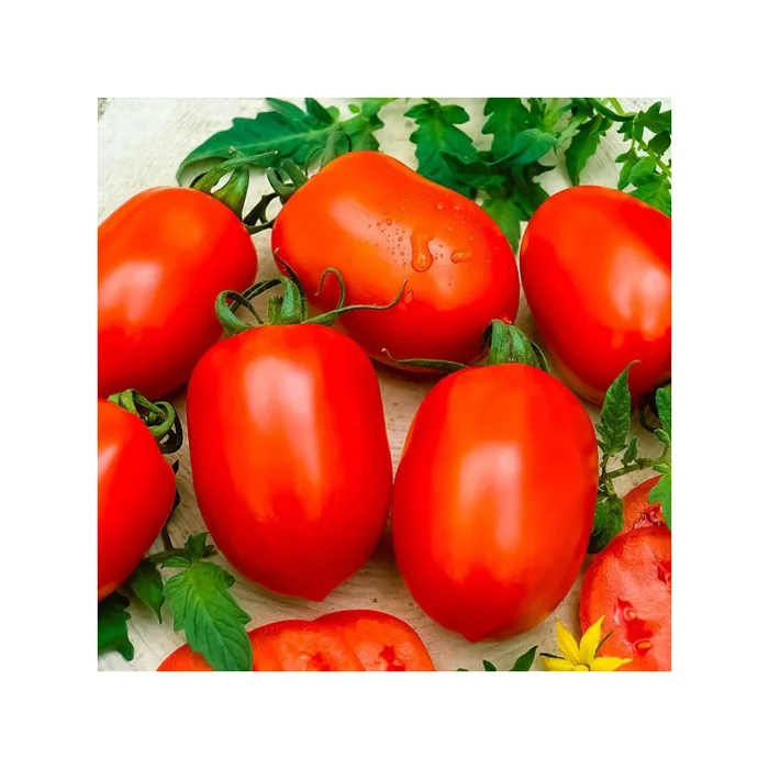 Wholesale Natural Vegetables Fresh Natural Cooked Tomatoes