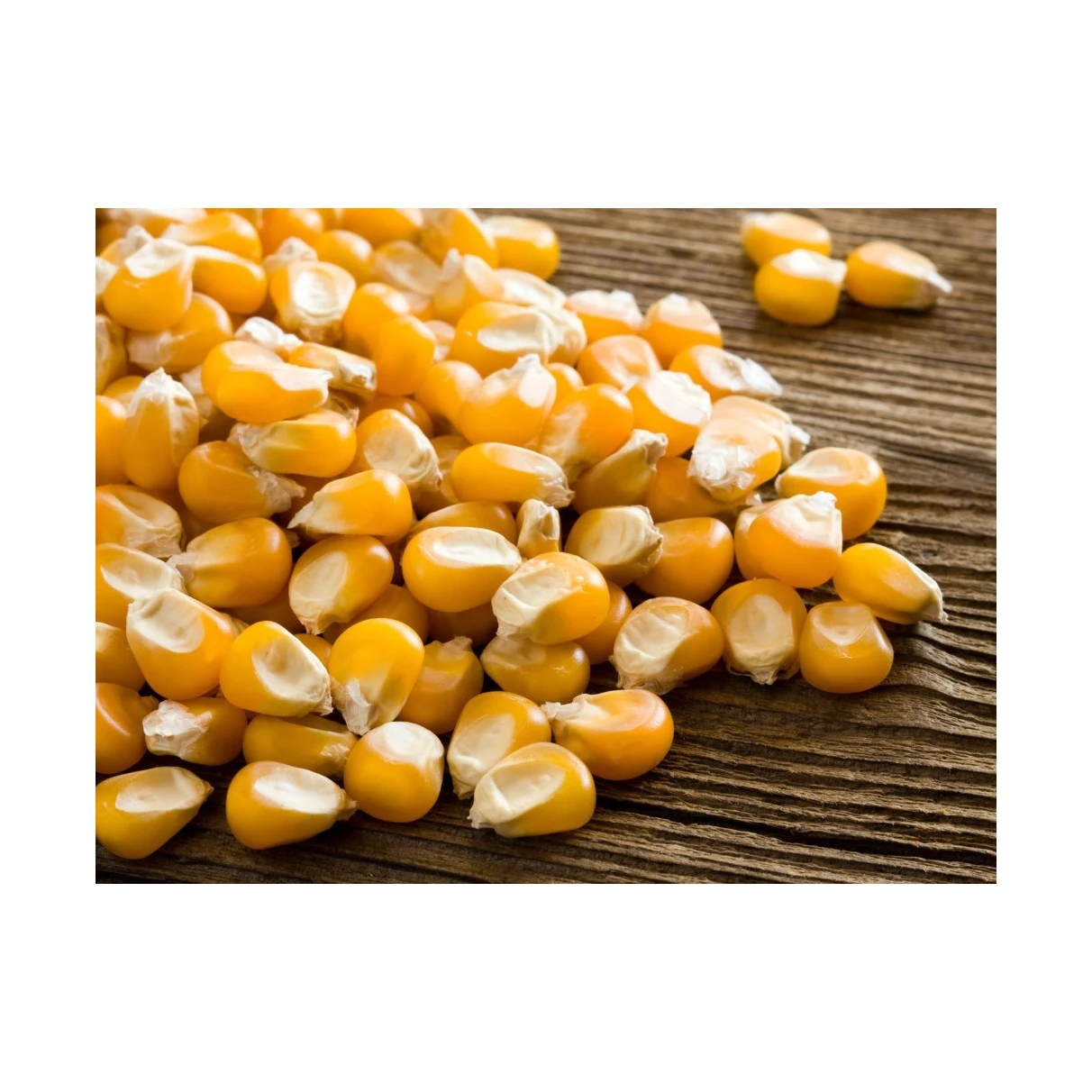 Natural enriched grains high quality Corn for organic essential oils best selling product 2022 wholesale