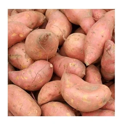 Cheap Wholesale Top Quality Fresh Vegetables Sweet Potatoes In Bulk