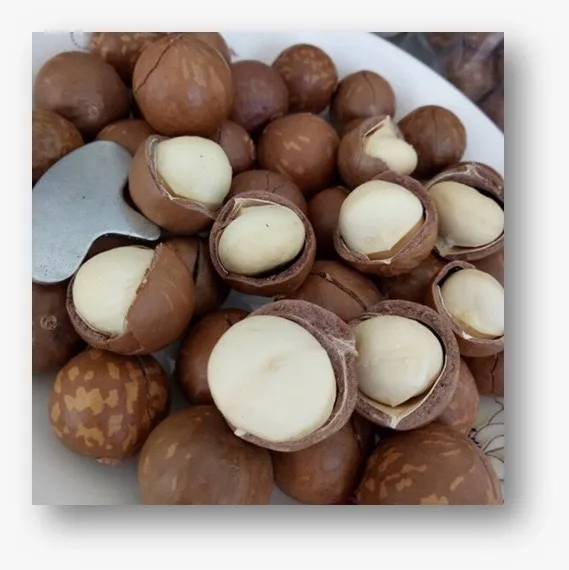 Macca Nut Dried nut Macadamia Professional Team Export Food High Protein Customized Packaging Made In Vietnam Trading