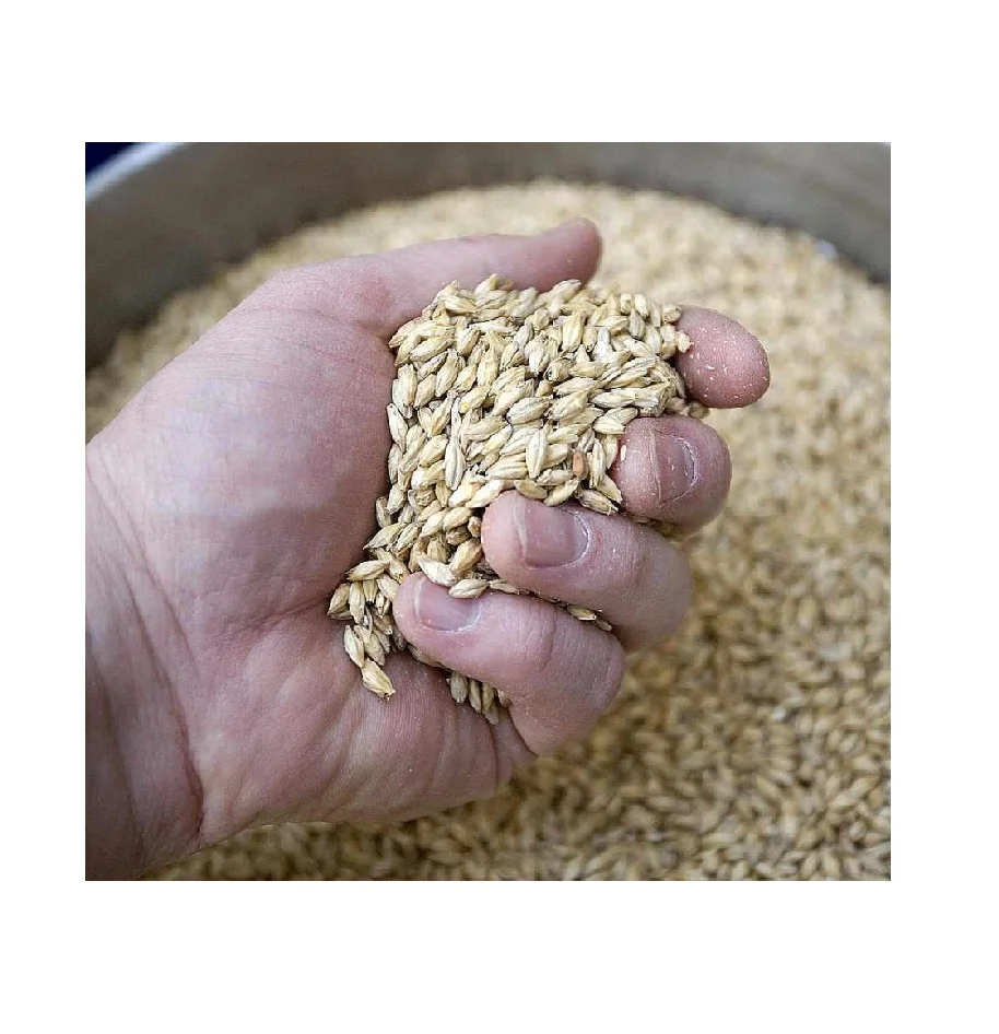 Самая быстрая доставка высококачественное зерно ячменя оптовая продажа солод где можно купить ячмень по очень низкой цене