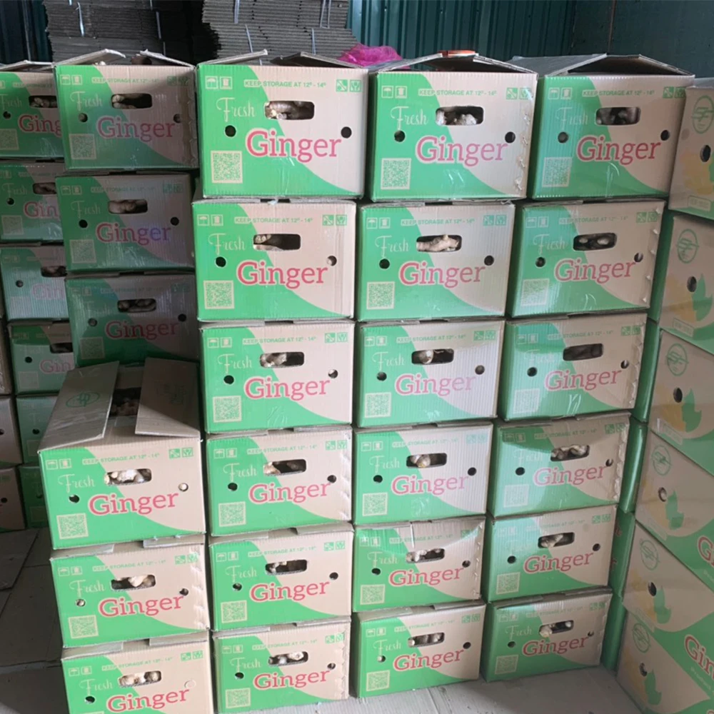 New crop fresh ginger root market price from organic ginger fresh supplier from Vietnam