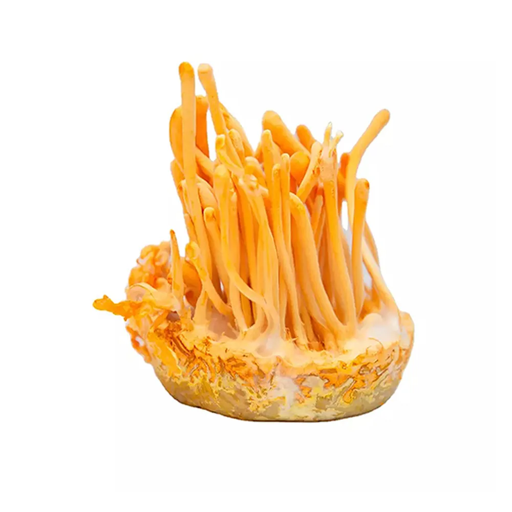CORDYCEPS EXTRACT Private Label Medicinal Mushrooms Proprietary 4-Part Solvent System Handcrafted Mushroom Extracts