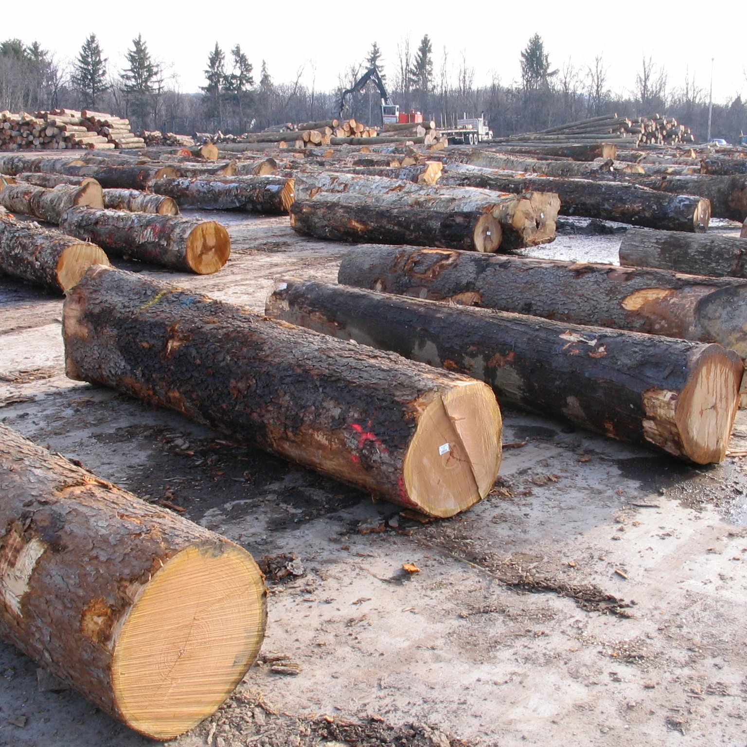 High Quality Round Teak Wood, Tali Wood, Padouk, Pine, Boxwood, Azobe Wood and Timber Logs Canada
