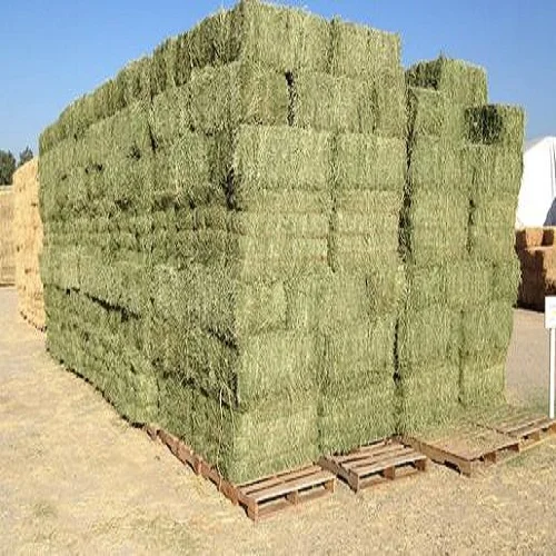 Timothy Alfalfa Hay Quality Alfalfa Hay / Timothy / Lucerne Clover in Bales/Rhodes Grass hay pellets