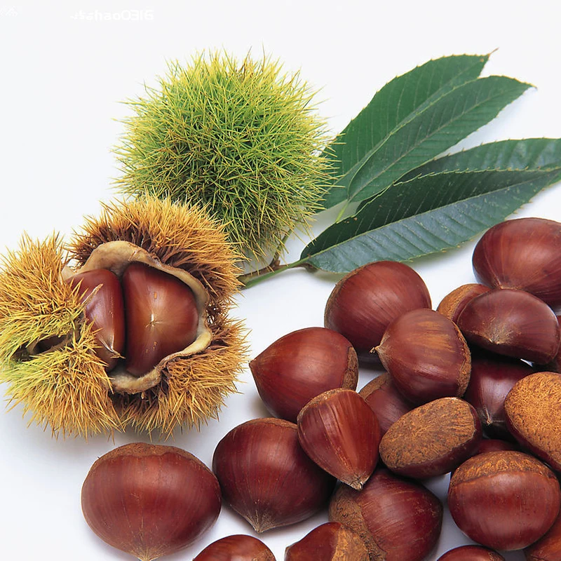 New Season Chinese Fresh Chestnut Chestnuts fresh for export Hot sell Raw Chestnuts