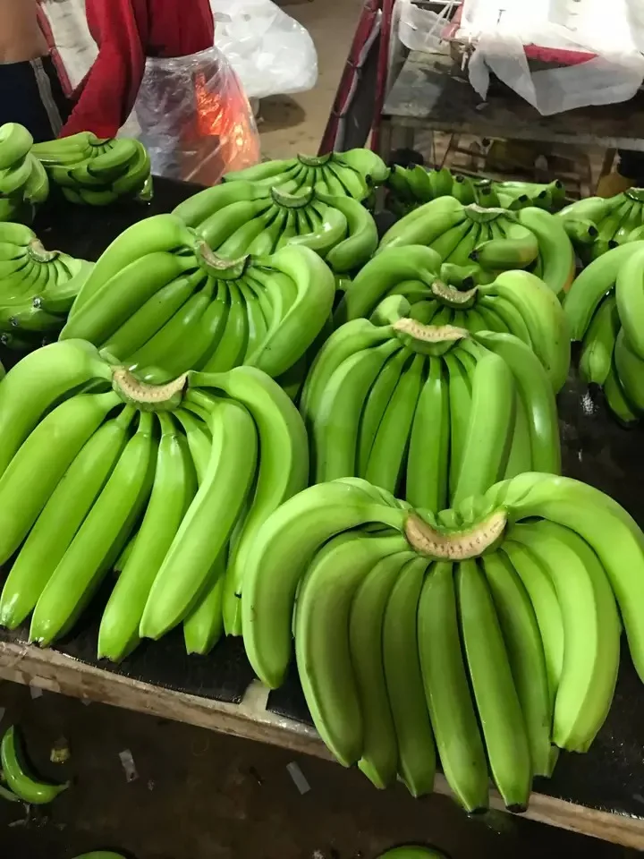 FRESH CAVENDISH BANANA CHEAP PRICE