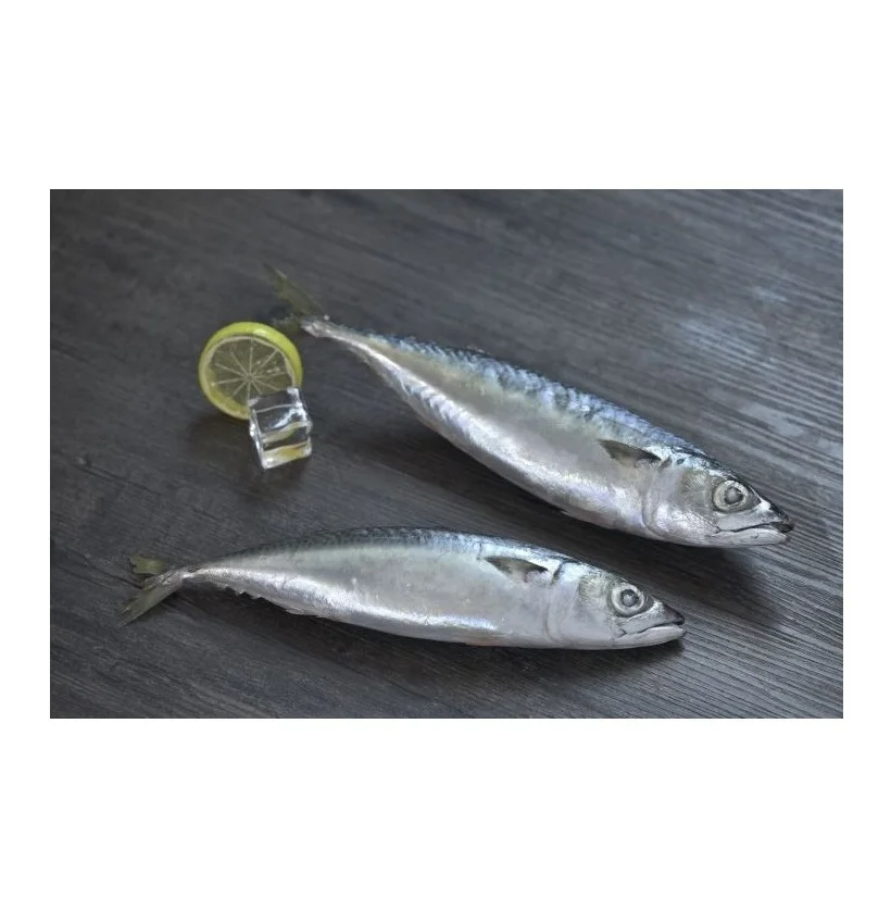 Premium Frozen Mackerel Fish Bulk Hot Sale Seafood Frozen Whole Round Pacific Fish Mackerel For Canned Food