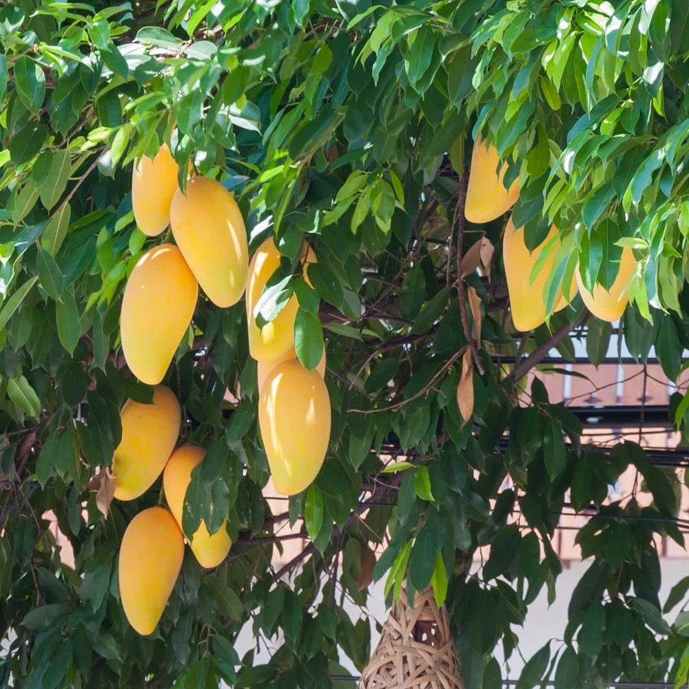 Quality organic delicious maturity size 8-10cm color yellow fruit products Fresh Mango ADA from Vietnam