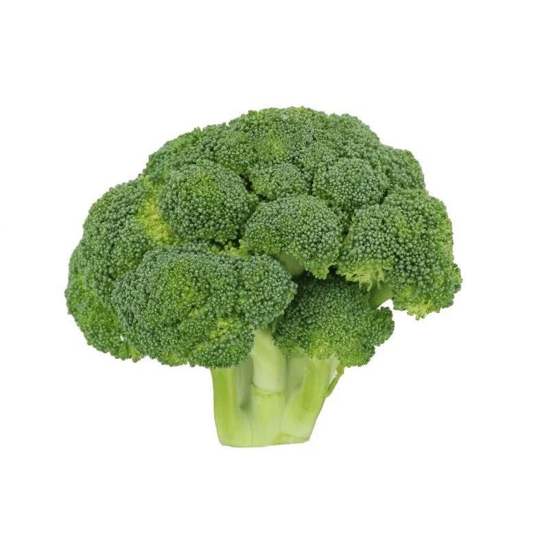 Healthy And Natural Broccoli 2022 Hot Sale High Quality No Frozen Green Fresh COMMON Cultivation Broccoli From Bangladesh