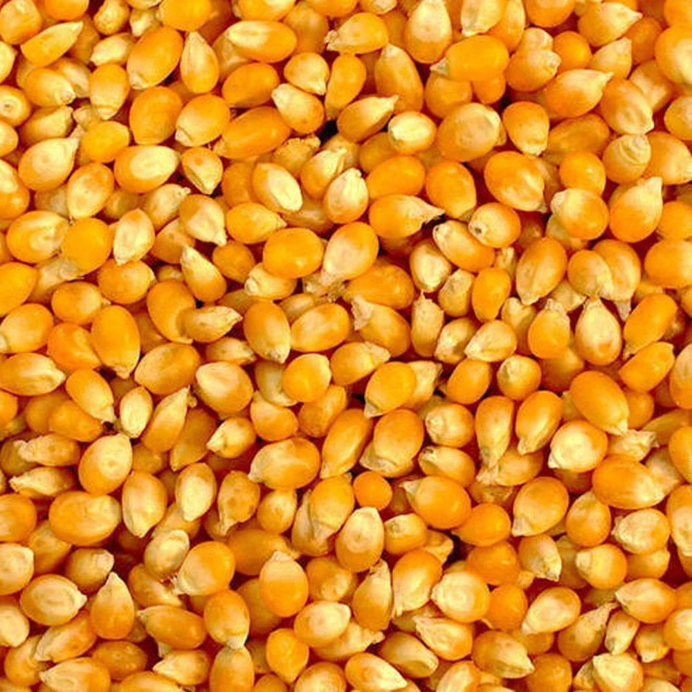 Wholesale Price Yellow Corn High Quality Yellow Maize Corn for Animal Feed Supplier factory