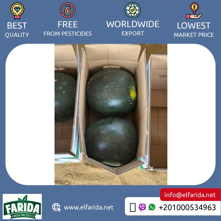Competitive Price Best Selling Egypt Origin Export 100% Natural Delicious Original Taste Seeds/ Seedless Watermelon for Sale