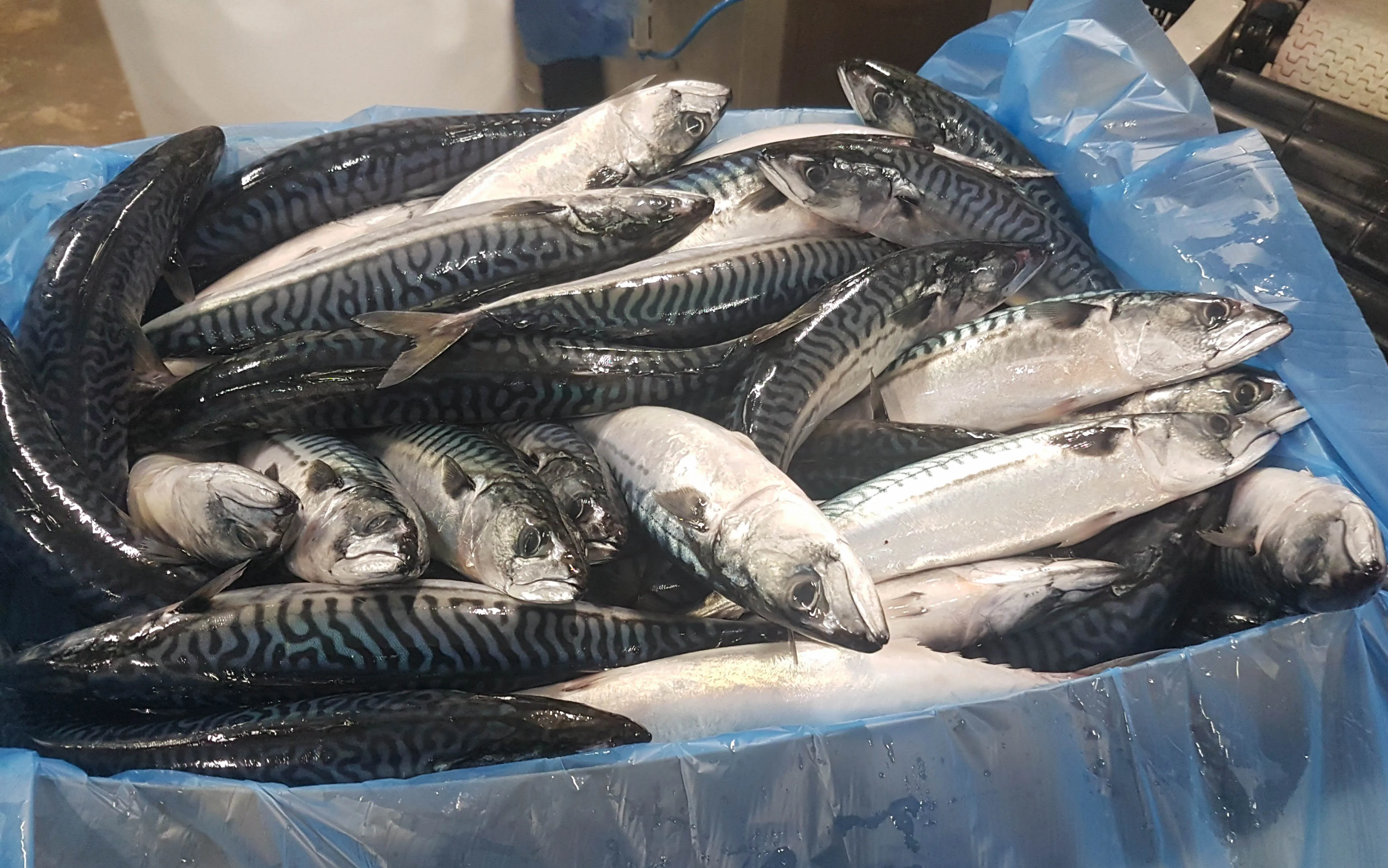 Wholesale High Quality Seafood frozen mackerel fish