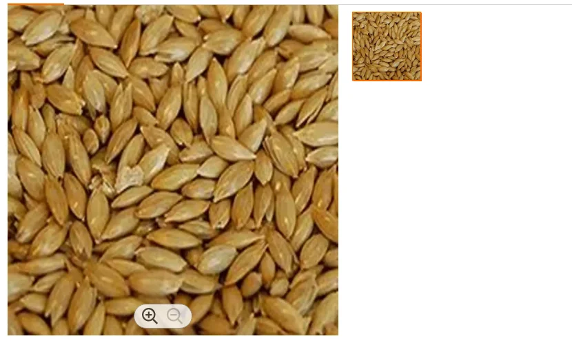 Canary seeds wholesale white, pointed millet bird food feed 25kg canary seeds grass seeds