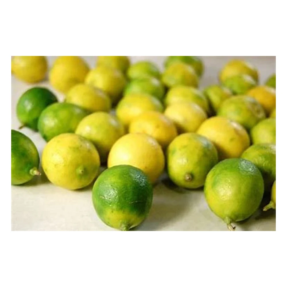 Best Quality Custom Made Wholesale fresh Limen Natural Fresh Lime
