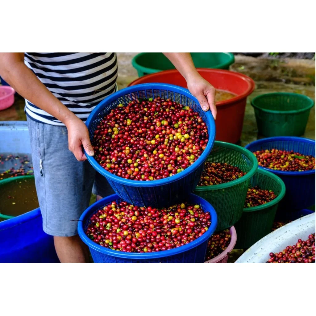 Top Quality OEM Packaging Roasted Coffee Beans Robusta Arabica Ground Coffee For Instant Coffee From Vietnam